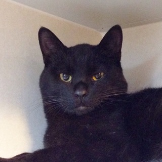 兄弟一緒に里親さん決定！ありがとうございました。