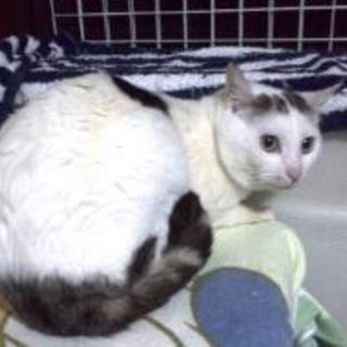 みや君　白地にきじ模様の男の子