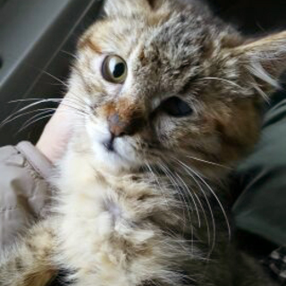 6/7譲渡会　片目白濁むぎちゃん♀4～5ヶ月