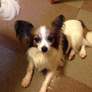 フレンドリーなパピヨン５才、３．４キロ。