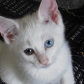 オッドアイの男の子♂2015年1月23日生・白猫