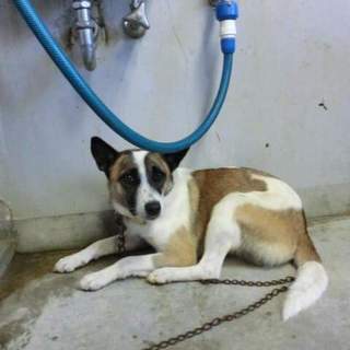 この子の命を救ってください。