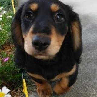 ミニチュアダックス(B&T) 2015/2/10生