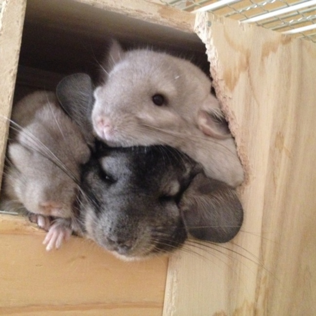 としとゆうのカバー写真