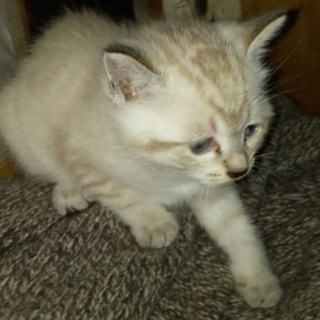 白い仔猫3月15日頃生まれたみたいです　