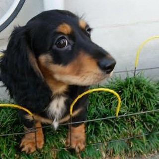 ミニチュアダックス(B&T) 2015/2/10生