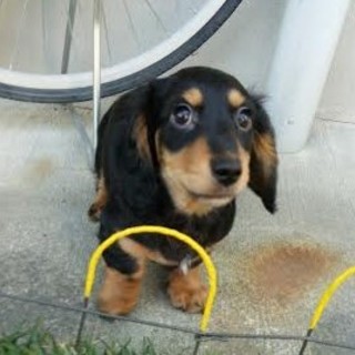 ミニチュアダックス(B&T) 2015/2/10生