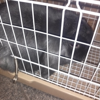 ロップイヤーのうさちゃん元気な男の子です。