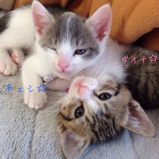 ダイナちゃん☆女の子☆1ヶ月くらい（一時停止）