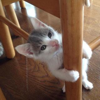 チェシ君☆男の子☆（募集一時停止）