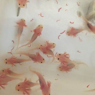 【里親様決まりました】ウーパールーパー