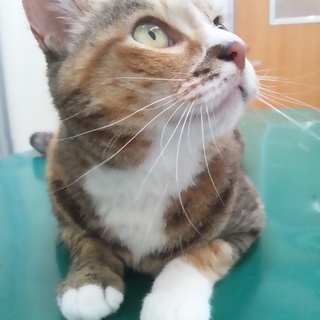 穏やかなしまミケ【よし乃】