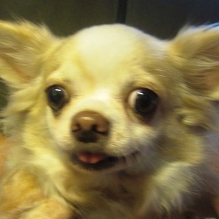 チワワの成犬　女の子です