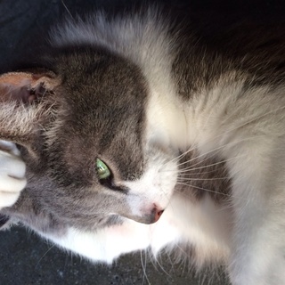 急募。甘えん坊の老猫です。