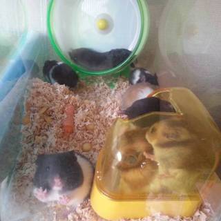 吾輩はハムハムである、名前はまだない！！