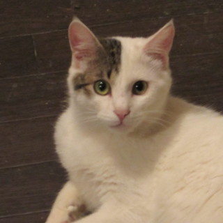 ゆっくり人を信じてきてます、犬猫は大丈夫！