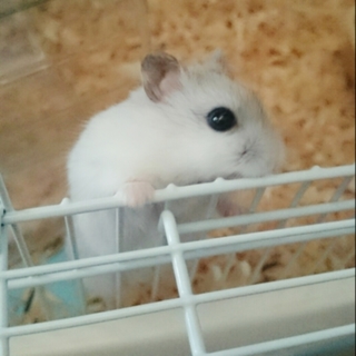 ハムスター 里親募集