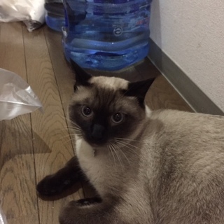 可愛い　猫　トンキニーズ　里親募集