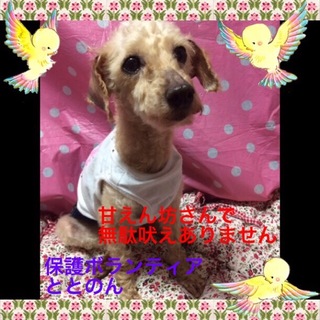 甘えん坊なトイプードル・ジュリちゃん