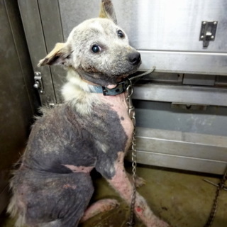 皮膚病治療中のフジ子ちゃん！