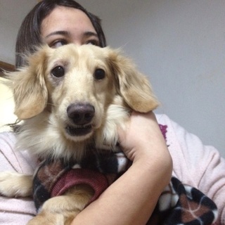 完全室内犬(ミニチュアダックスフンド)