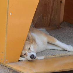 シェルターにボランティアに来て下さいませんか