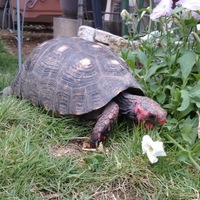 アカアシリクガメ