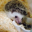 ハリネズミ ♂