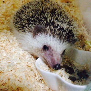 ハリネズミ ♂
