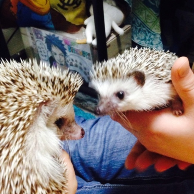 わかてぃーのカバー写真