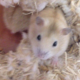 イエロージャンガリアン