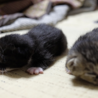 子猫5匹の里親募集します