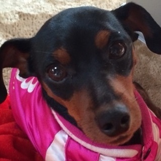 とにかくイケメン、家庭犬としても成長中　ペーター