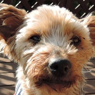 ゆったりのんびり優しい子　おむすび君