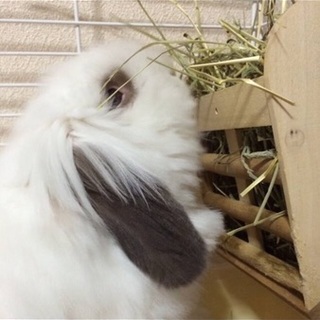 アメリカンファジーロップ 