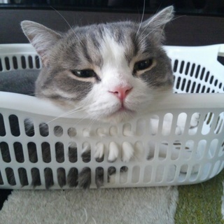 立ち耳スコティッシュ