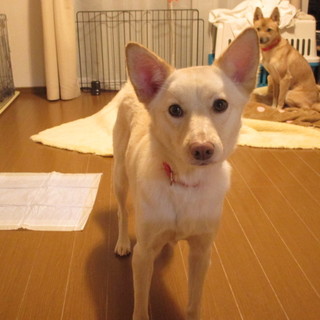 美人な甘えん坊ことちゃん