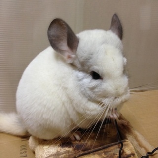 チンチラ パールパイド8ケ月  他に6匹います