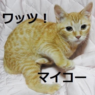 ワッツ！マイコー！！