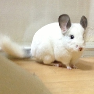 チンチラ パールパイド1歳6ケ月 他6匹情報あり