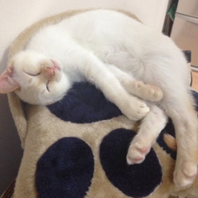 はなちょぼのカバー写真