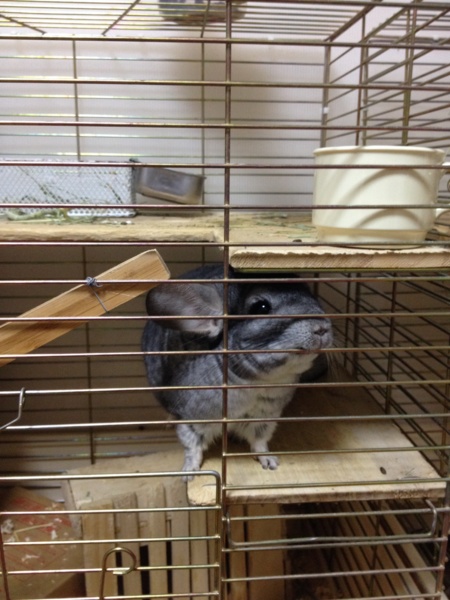 チンチラ スタンダード 1歳2ケ月 他6匹情報あり サムネイル2