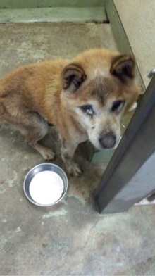 年寄りだから不要だと捨て 三重県 犬の里親募集 ペットのおうち 月間利用者150万人