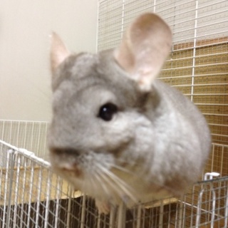 チンチラ シナモン 9ケ月 他6匹情報あり
