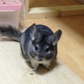 チンチラ スタンダード 1歳2ケ月 他6匹情報あり