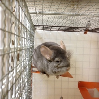 チンチラ シナモン 9ケ月 他6匹情報あり