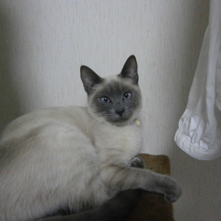 [交渉中]5歳の色の薄いシャム♀「ちぃ」