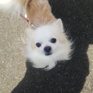 性格良し　小ぶりチワワ君