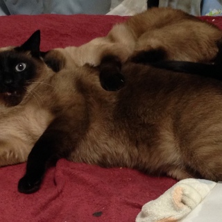 [急募]4歳のシャム♂「しょう」