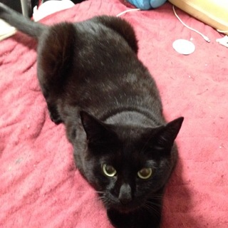 [急募]4歳の黒猫♂「くぅ」